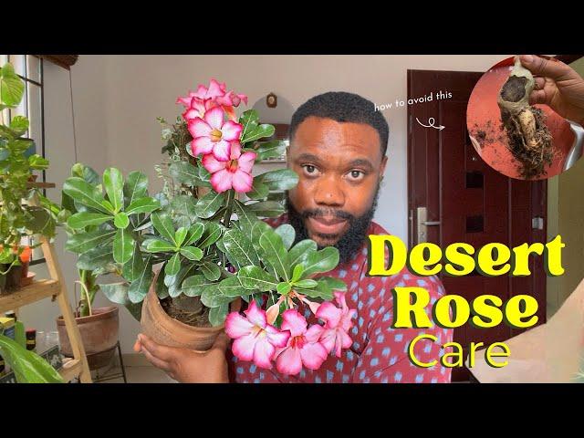 Detailed Desert Rose care: How to prevent stem rot and tips for heavy flowering