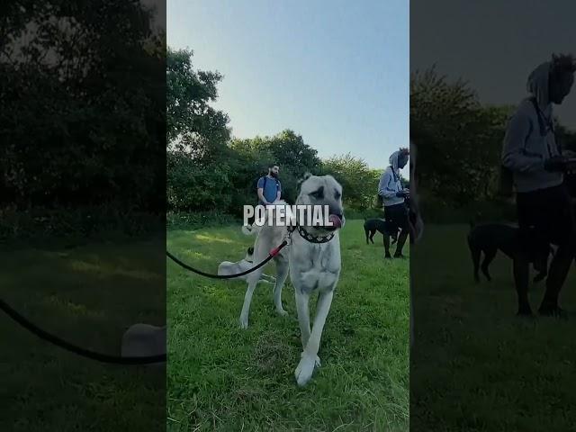 Reason why the kangal dog is dominant over other dog breeds 