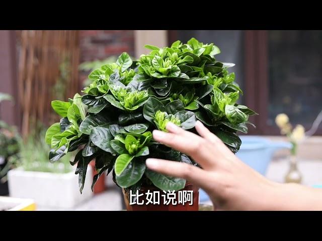 新手怎么养栀子花？园艺师教你，栀子花的详细养护技巧