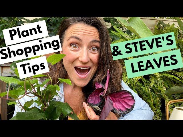 Plant Shopping Advice & Steves Leaves Unboxing | Calathea Rosy & Senecio Confusus