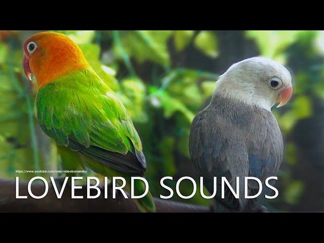 Lovebirds Sounds: Euwing Black & Green Opaline - Juvenile Lovebirds