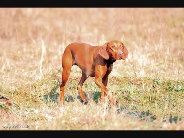 Все породы собак.Венгерская короткошерстная легавая (Выжла) (Vizsla)