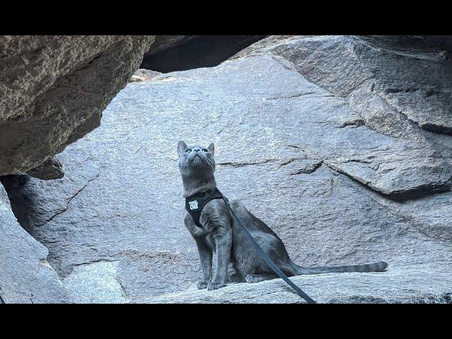 Adventure Cat Wiz Rock Climbing in Arizona in The Fat Cat Backpack