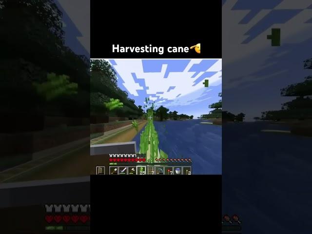 Harvesting cane🫡 #minecraft #minecraftshorts #shorts