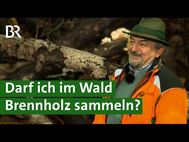 Holz klauben im Wald - Was ist erlaubt? | Brennholz | Unser Land | BR