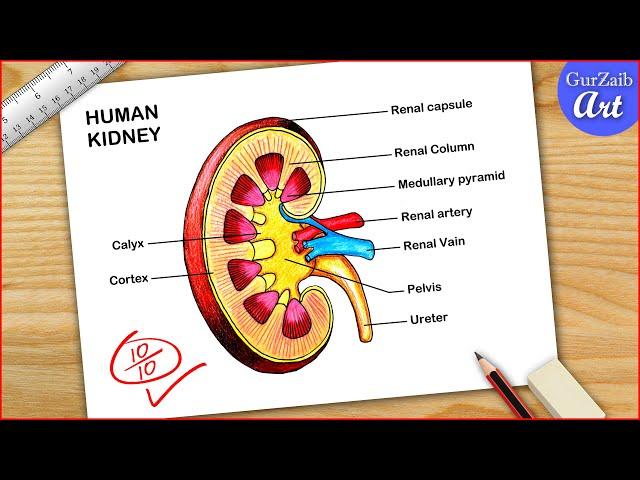 How To Draw Kidney Diagram / Human Kidney Drawing / Easy way