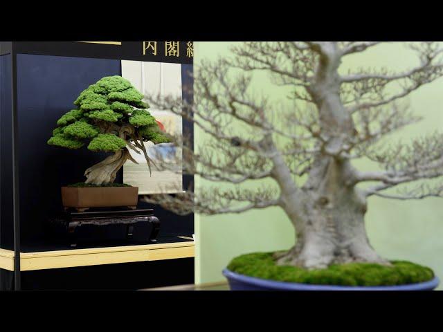 Top 20 Bonsai Trees