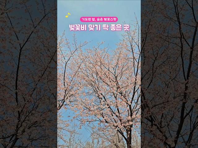 올해 마지막 벚꽃은, 조용한 오산리기도원에서.벚꽃길 걷고, 카페1968에서 따뜻한 커피 한 잔. #파주가볼만한곳 #경기도여행 #벚꽃명소 #파주벚꽃 #주말나들이 #4월가볼만한곳
