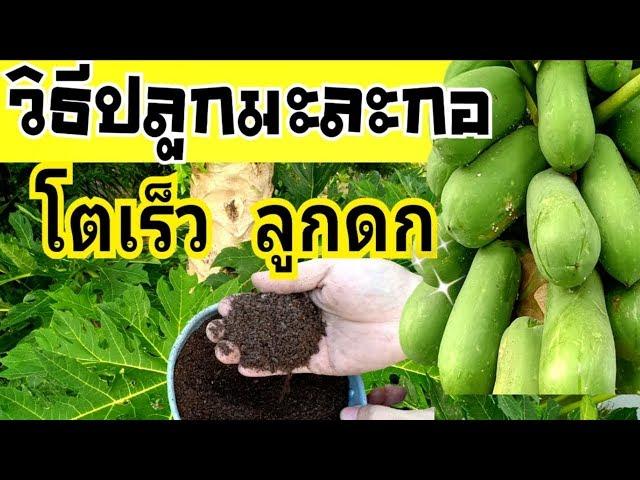 วิธีปลูกมะละกอให้โตเร็ว ลูกดก เห็นผลทันใจ | Papaya