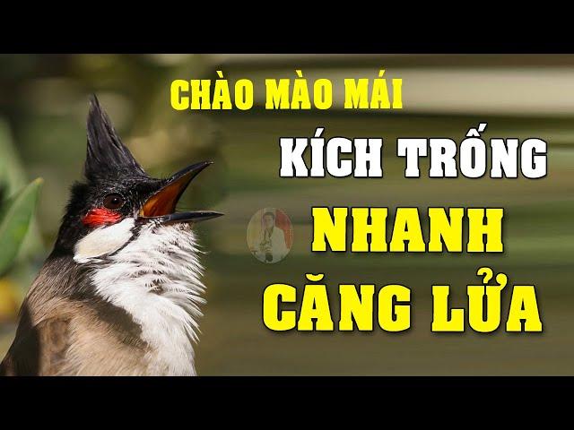 CHÀO MÀO MÁI KÍCH TRỐNG CĂNG LỬA  - CÁCH KÍCH LỬA CHÀO MÀO SỔ BỌNG HÓT CHÉ #chàomàohót