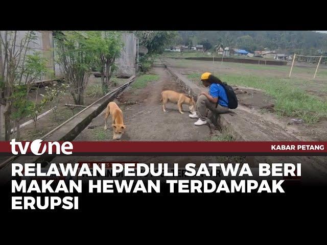 Ditinggal Mengungsi, Hewan Peliharaan Milik Korban Erupsi Lewotobi Terlantar | Kabar Petang tvOne