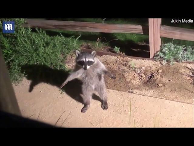 Legendary Raccoon Freeze