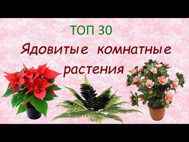 Ядовитые комнатные растения//ТОП 30 