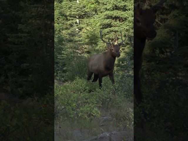 Insane Frontal Shot on Bull Elk #destinationelk #elkhunting #bowhunting