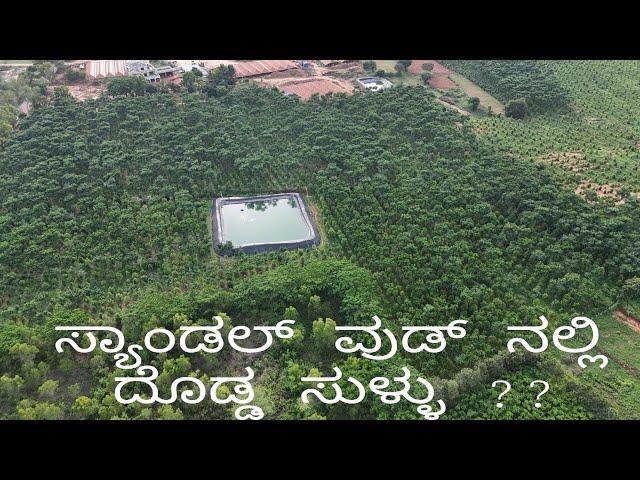 sandalwood is waste ?  Let’s find out - drying #darvigroup #farming #coconutz #agriculture