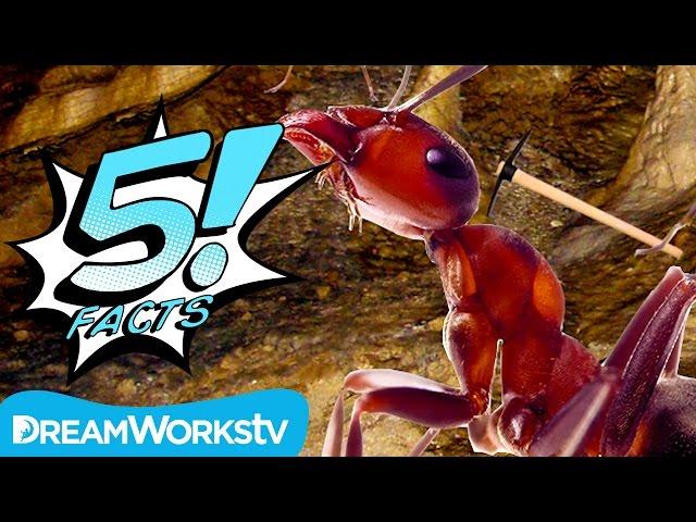 5 Facts About ANTS, Man | 5 FACTS