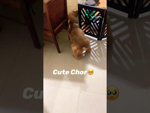 CHOR️#shorts #dog #cockerspaniel