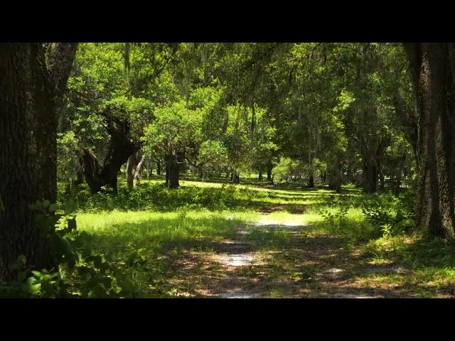 Ocala Farm Land for Sale - Just 20 Minutes to the Ocala World Equestrian Center