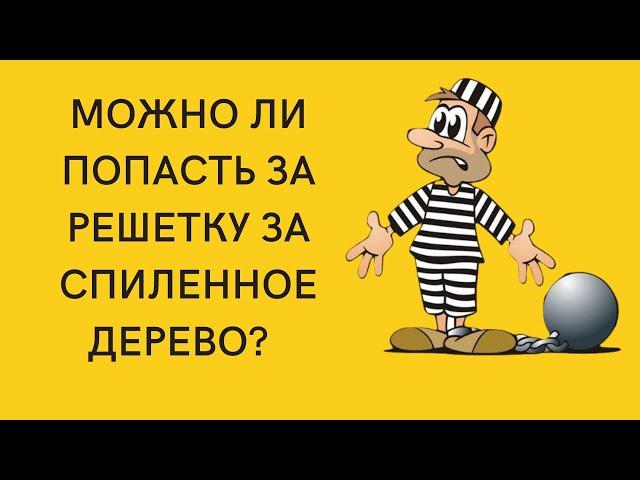 Можно ли попасть за решетку за спиленную березу?