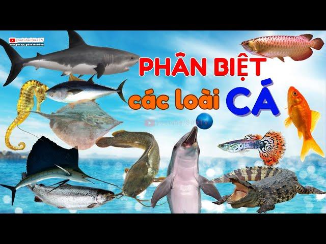 CÁ GÌ ĐÂY | PHÂN BIỆT CÁC LOÀI CÁ CÁ TRẮM, CÁ QUẢ, CÁ RÔ, CÁ CHÉP, CÁ MÈ, CÁ BẢY MÀU | SỨA  TV