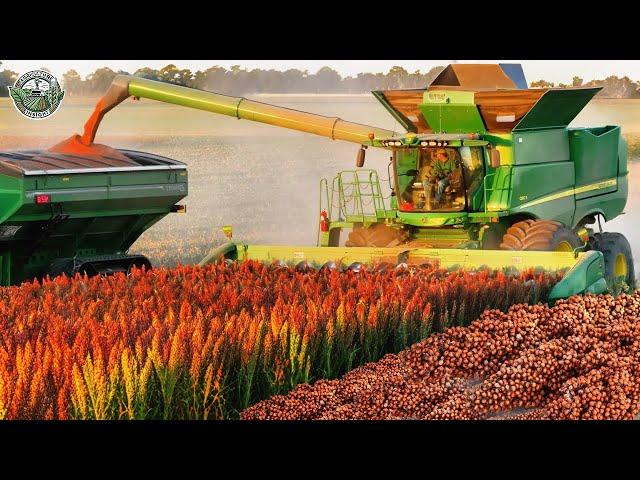 20.9 Billion Pounds Of Grain Sorghum Harvested By American Farmers This Way | Agriculture Technology