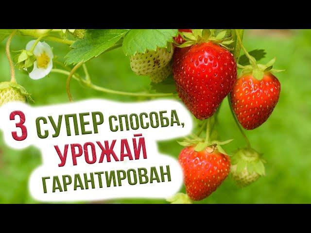 Земляника садовая - посадка и уход. 3 способа посева земляники семенами