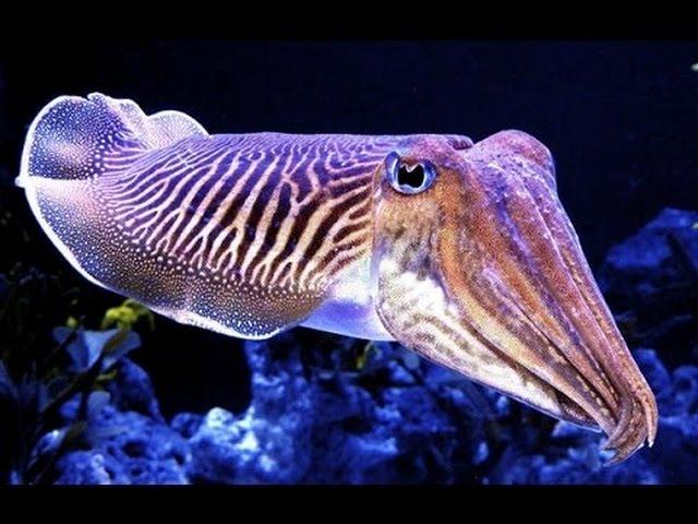 King of camouflage - Cuttlefish ( Documentary )