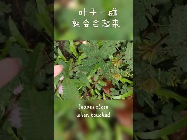 含羞草 Mimosa