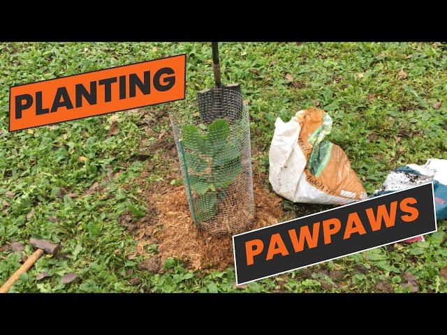 HOW TO PLANT PAW PAWS / A WEEK OFF DOING WORK IN MY PERMACULTURE FOOD FOREST (ZONE 6B)