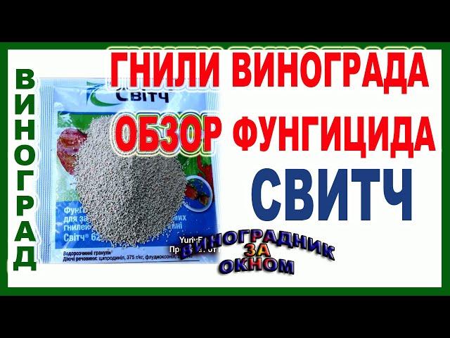  Виноград ГНИЕТ!  Как СПАСТИ? Фунгицид Свитч лучший от гнилей винограда. Какой срок ожидания?