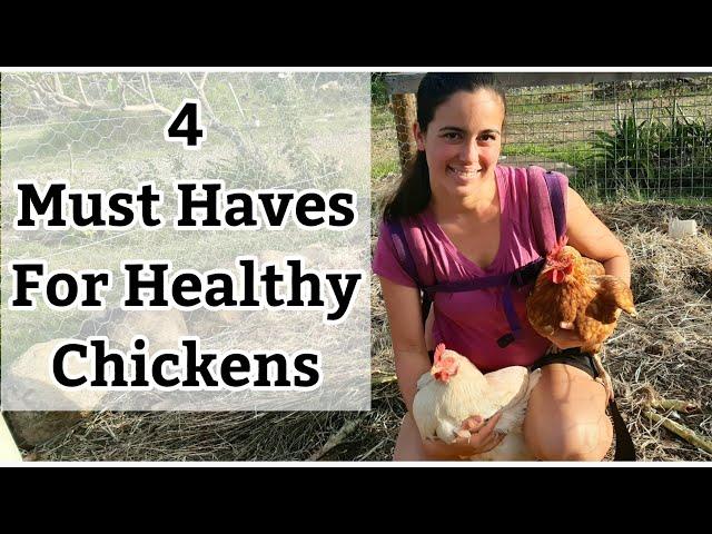 Keeping Chickens? 4 Must Haves For Healthy Chickens!