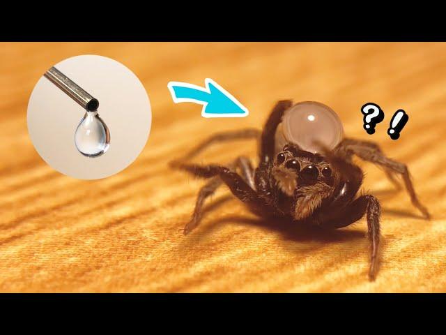 When I put a drop of water on the head of a jumping spider, the reaction was too cute