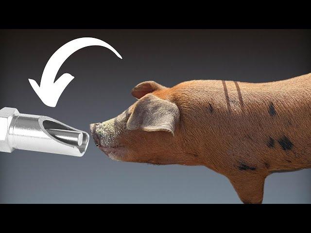 #how to teach piglets/pigs to learn drinking water on Nipples