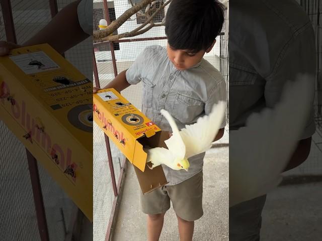 Releasing Cockatiel Female in our Master Cage ️  #parrot