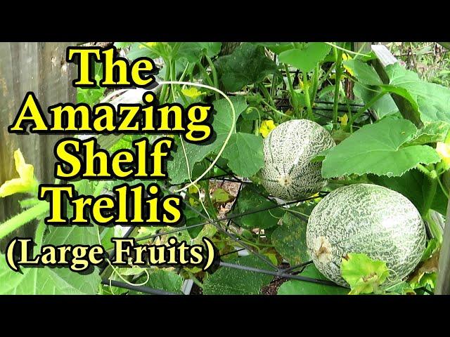 The Best Garden Trellis for Watermelons & Pumpkins - Shelving Trellising for Large Fruits