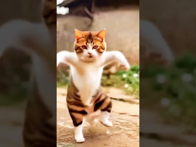 Cat_Dance__#shorts_#cat_#pet_#dance_#comedy(360p)