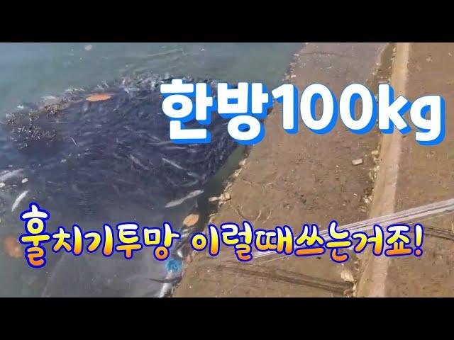 투망 한방100kg!!!  cast net fishing 정어리 바다투망낚시