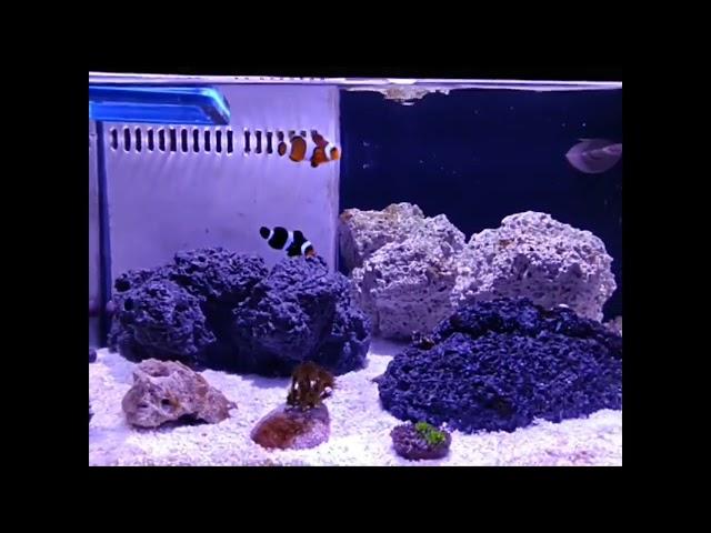 Ep 26 Coral morto Nano Reef