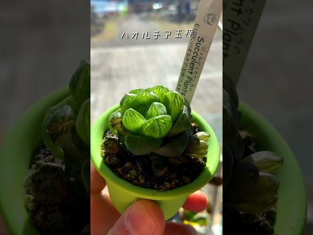 Vlog 宮ヶ瀬湖 (音楽: Viewsミュージシャン: @iksonmusic)#園芸 #観葉植物 #plants #植物 #宮ヶ瀬湖 #レジャー #多肉 #アガベ #パキポディウム #寄植え