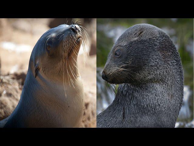 Sea Lion & Fur Seal - The Differences