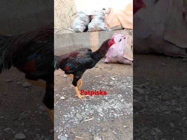 #aseelmurga #roosterandhen #roostersandhens #pets #rooster #birds #roosters #ayam #petrooster