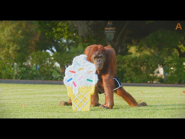 Animalia - Orangutans Prince and Benji wonder if there's something inside the Piñatas...