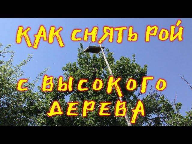 КАК СНЯТЬ РОЙ С ВЫСОКОГО ДЕРЕВА. HOW TO REMOVE ROY.