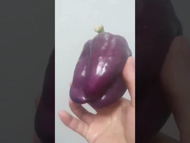 Amazing Purple Bell pepper 🫑 #amazing #shorts #bellpepper #vegetables #purple #unique #colors