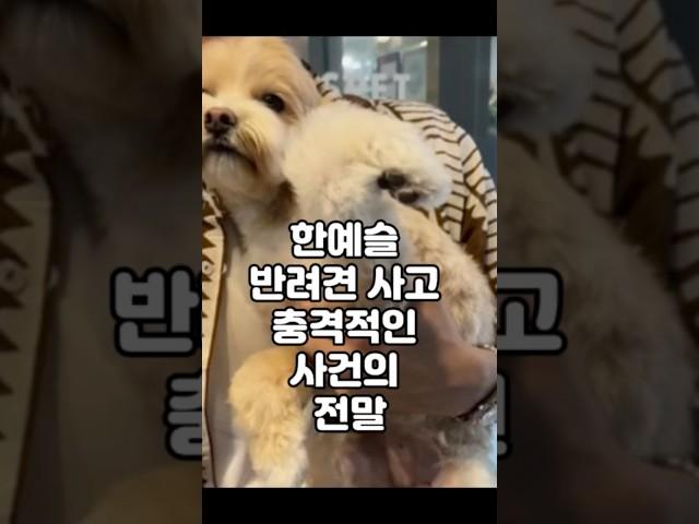 한예슬 반려견 사고 충격적인 사건의 전말