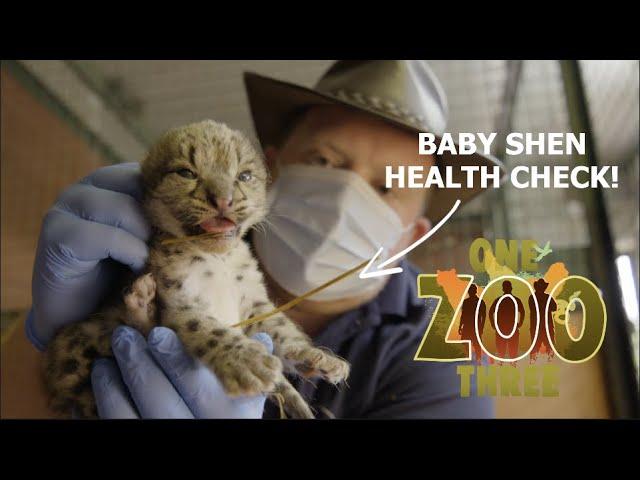 Baby Snow leopard health check! | One Zoo Three