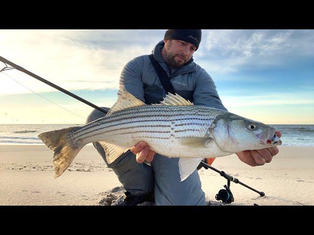 Striped Bass Blitz in the Ocean Surf!!! Late-November Surf Fishing