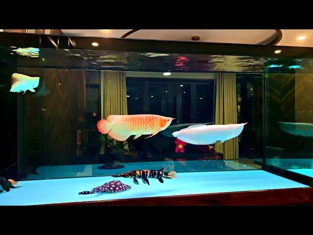 Super Clean Freshwater Arowana Tank | Amazing Monster Fish and Arowana