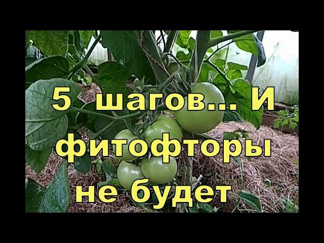 5 шагов... И ФИТОФТОРЫ не будет