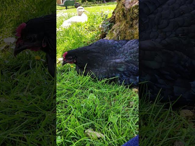 Pet chicken, duck and dog hanging out at PumpjackPiddlewick